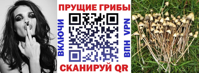 omg как войти Свирск Псилоцибиновые грибы GOLDEN TEACHER